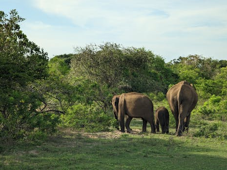 A serene view of elephants roaming in Yala National Park's lush greenery.