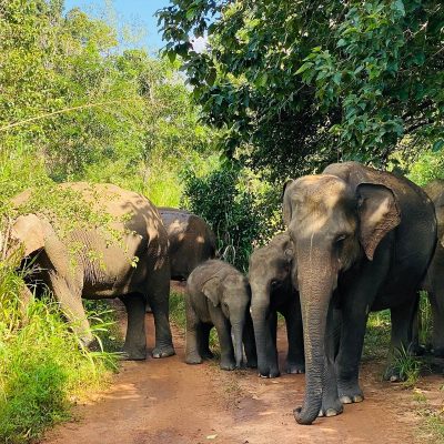 habarana-jeep-safari