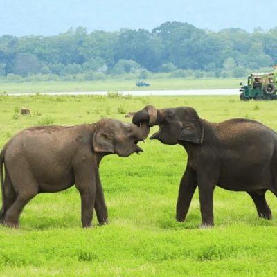 wonders-of-minneriya-national-pa