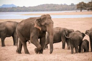 Asian elephant herd grazes near a serene Sri Lankan lake, showcasing nature's beauty.